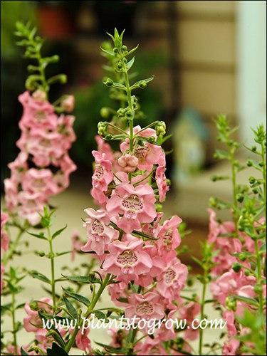 Angel Face Pink Snapdragon
